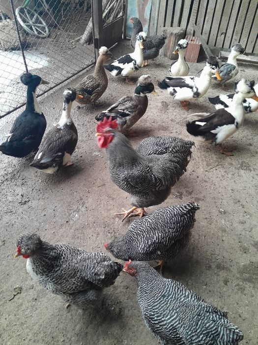 Ouă de găini cu moț playmont și rațe cu moț