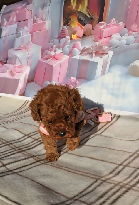 !РЕЗЕРВИРАНО!Пудел той с родословие - 5 поколения назад