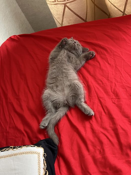 Продаётся вислоухий котёнок