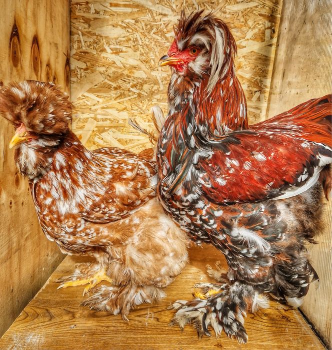 Oua pentru incubat gaini Strumski