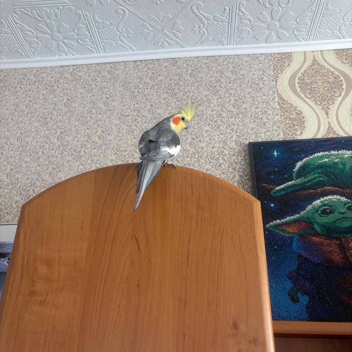 Попугай Корелла мальчик