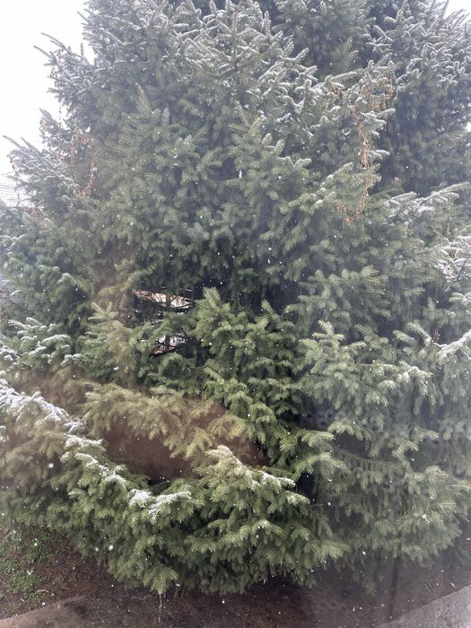 отдам даром ёлку,микрорайон карагайлы,САМОВЫВОЗ