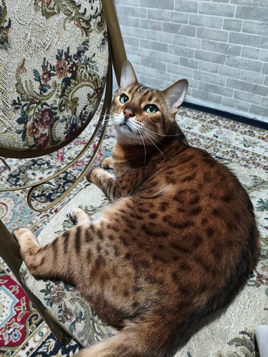 Бенгальская кошка