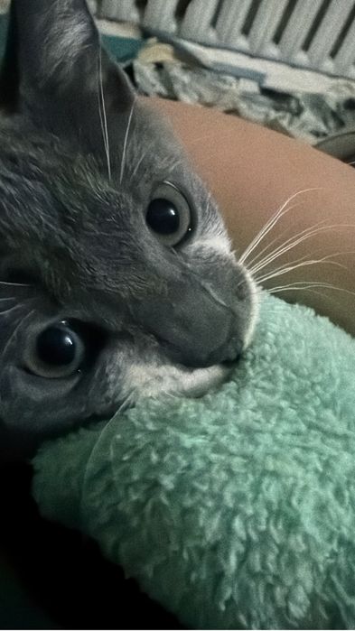 Отдам котят даром
