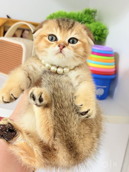 Котята чистокровные