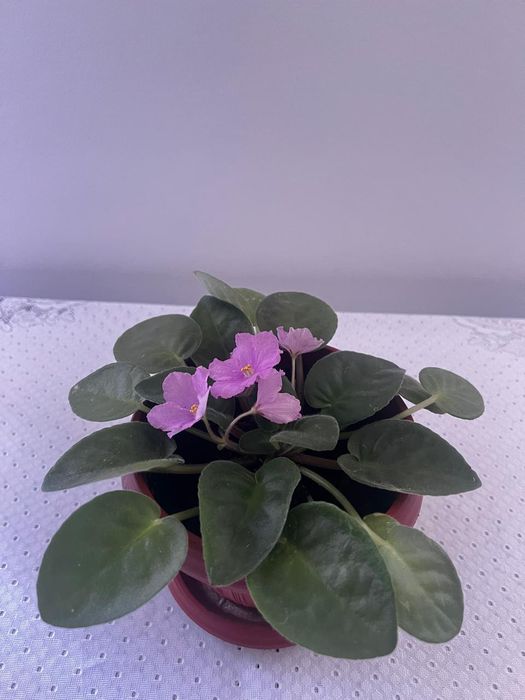 Фиалка цвета розовый