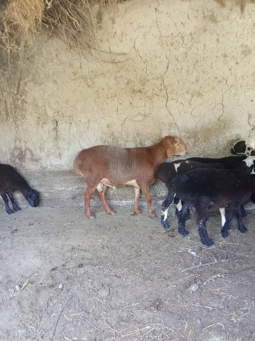 arashan g'usor chatish qo'ylar