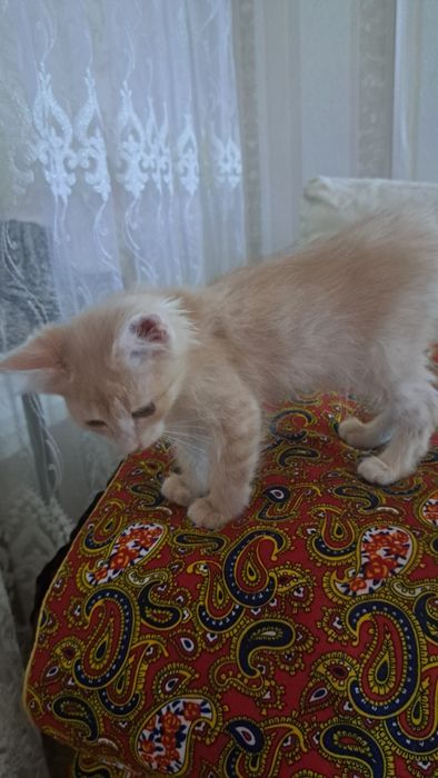 Отдам пушистиков в добрые,любящие руки!