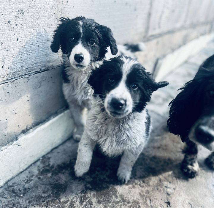 Бесплатно в добрые руки