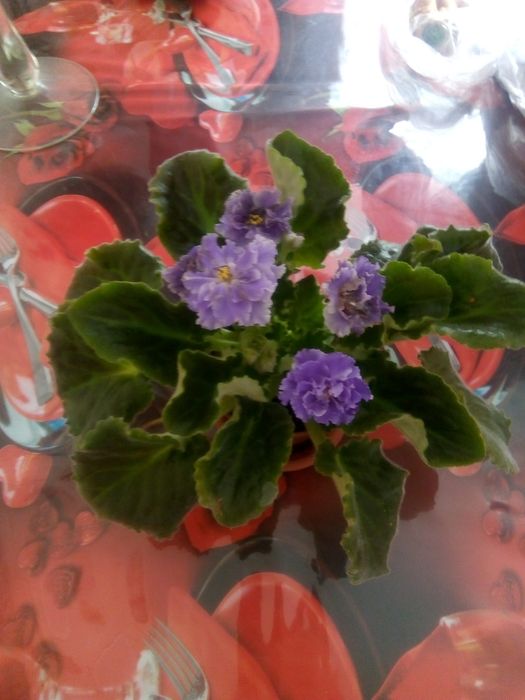 Фиалки цветущие 2000тг