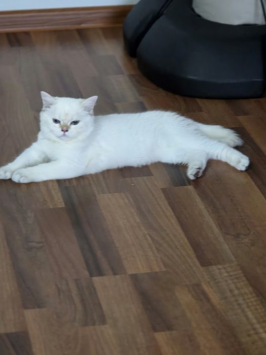British shorthair  colorpoint