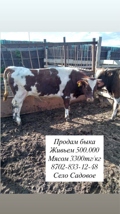 Продам быка живьем или мясом