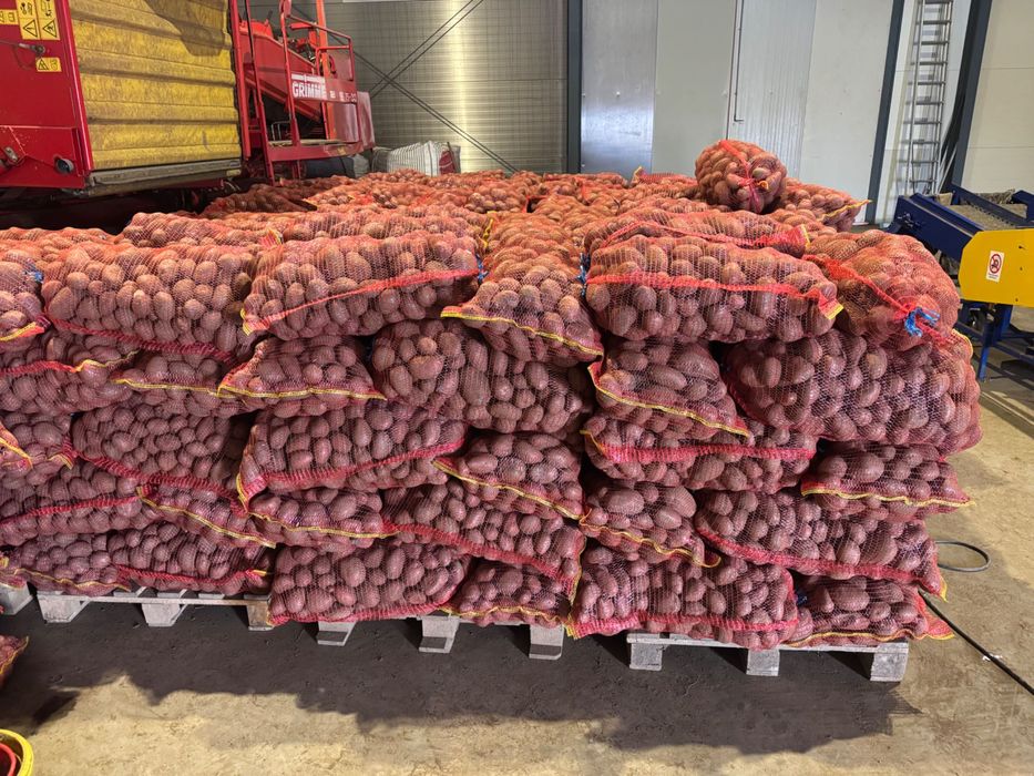 Cartofi consum si samânta