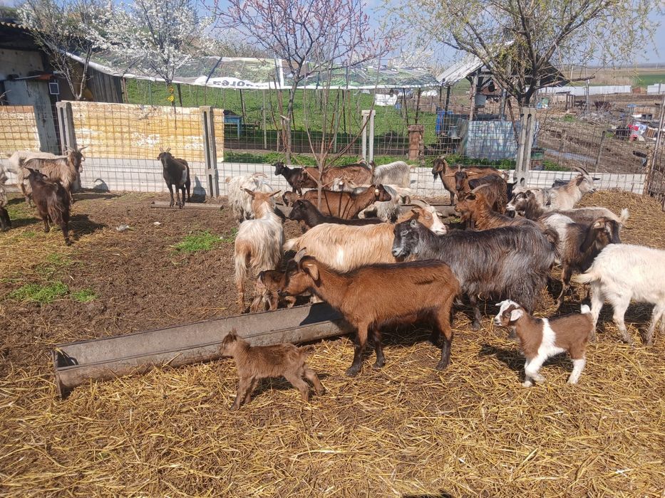 Vand vaci Montbeliarde