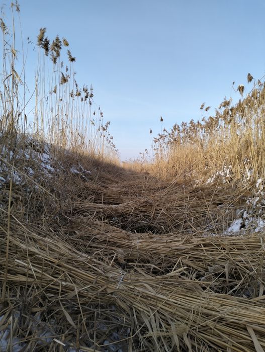 Қамыс сатылады, 800 тг