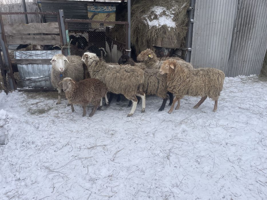Продам баранов оптом