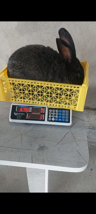 Кролики великаны Миксы