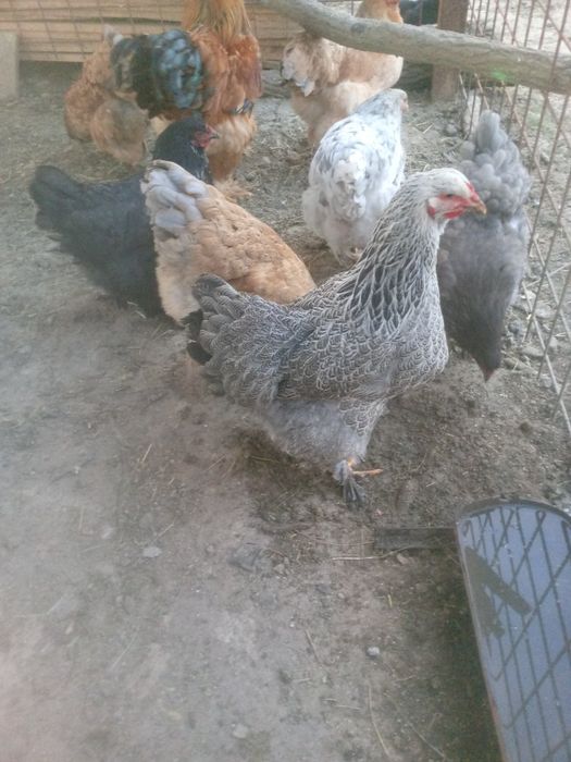 Vând ouă de incubat de brahma