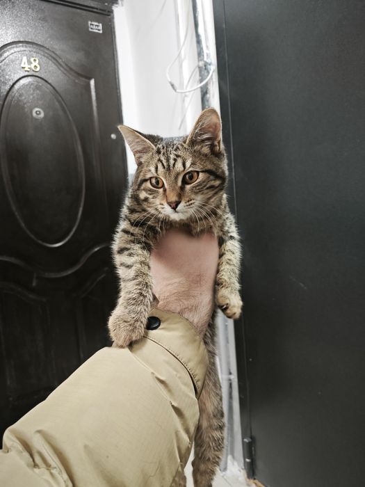 Отдаем в добрые руки СРОЧНО