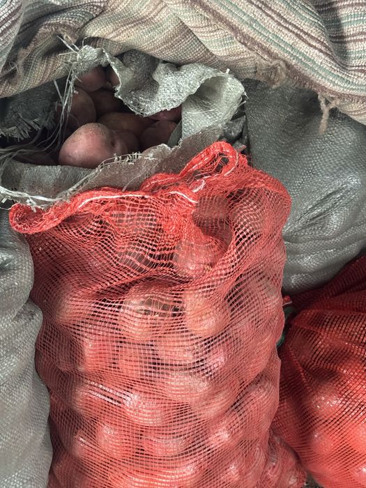 Продам  картофель дачный ,  Гала ,