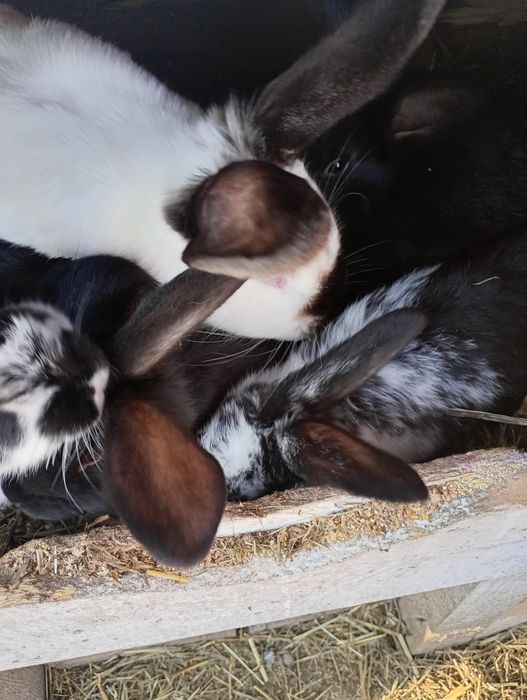 Vand iepuri de doua luni