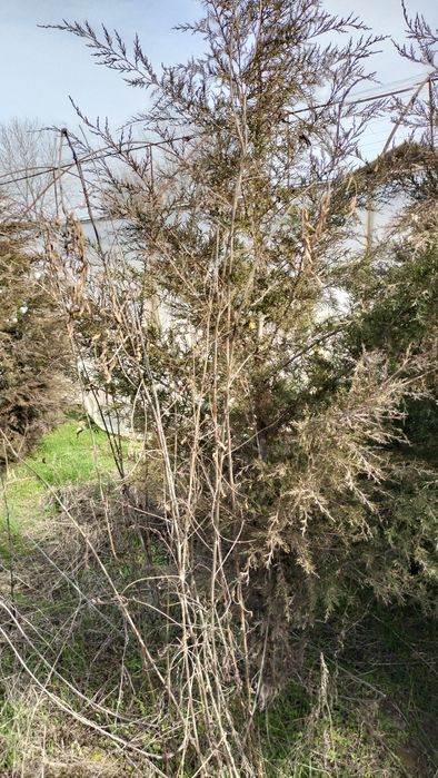 Шырша сатылады мажевелник