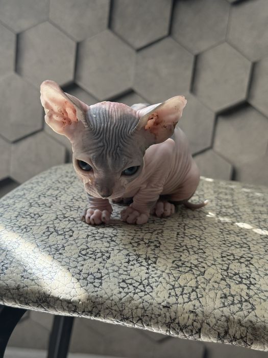 Сфинкс котенок девочка
