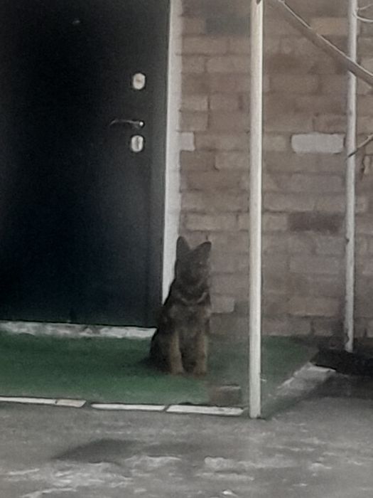 Немецкая овчарка девочка/ұрғашы