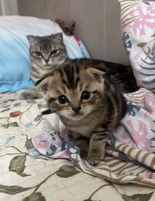 Котята кошки породистые