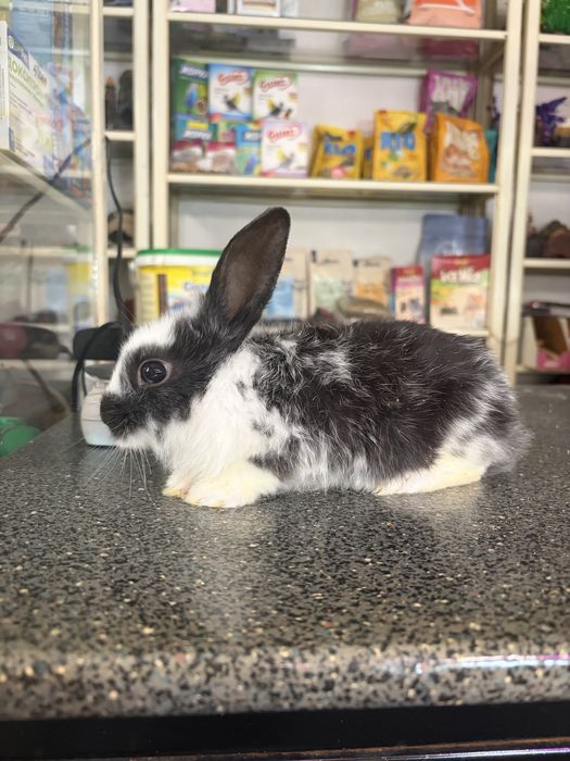 Продаются декоративные крольчата