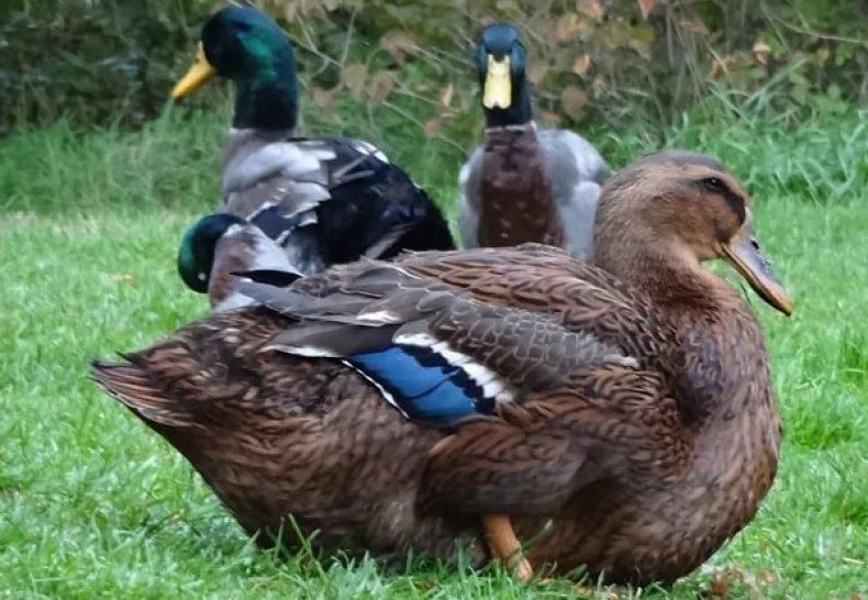 Oua de rata proaspete