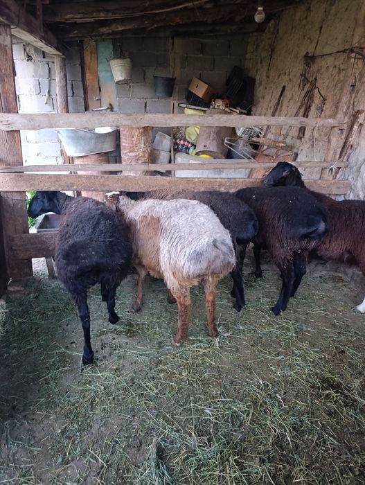 Бугоз Куйлар сотилади тухлилар