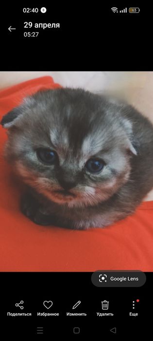 Шотландский редкого окраса