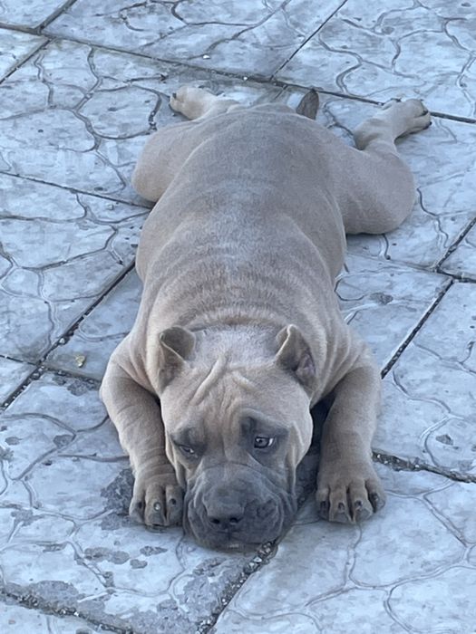 Американский булли