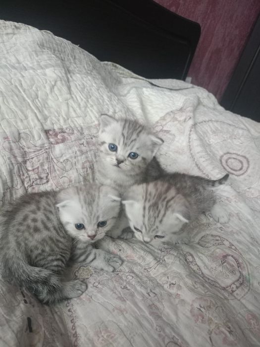 Продам котят скотиш фолд