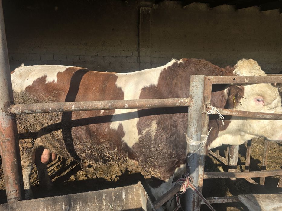 Навос сотилади симинтал