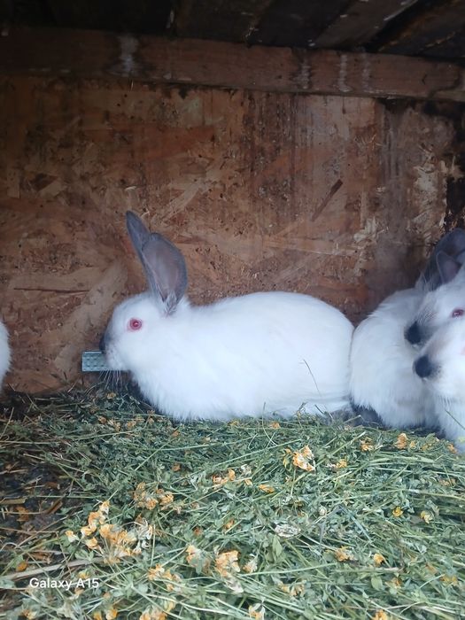 Pui uriaș de Transilvania