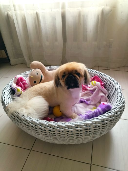 Лежанка для домашних  питомцев