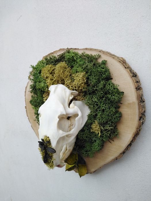 Череп от нутрия. Трофей. Скандинавски мъх