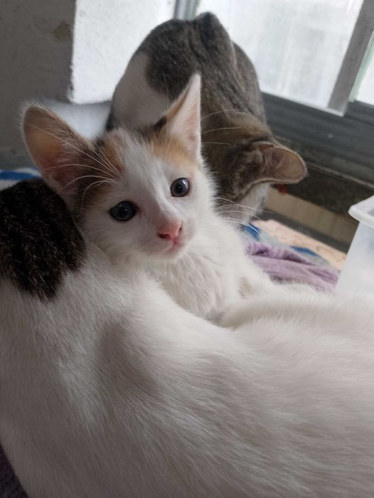 Подарявам котета