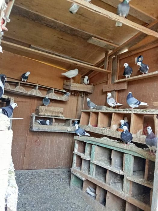 Vând porumbei jucatori