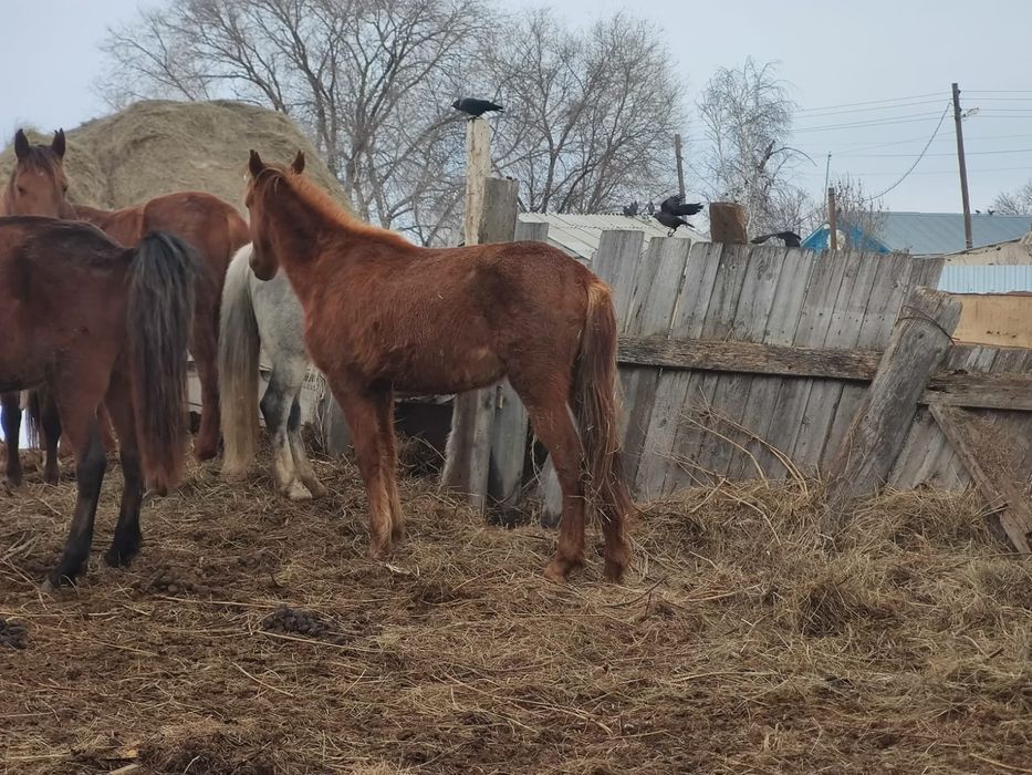 Продам кобылешку 1,5