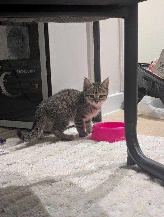 Кошка 2 месячная, отдаётся со всем необходимым