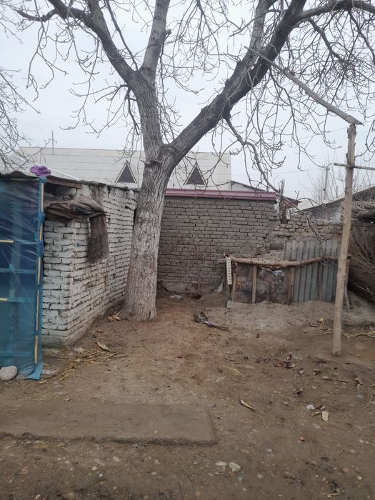 Yongo‘q darxti sotiladi 3 tub razmeri