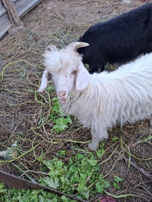 Продам коз девочки