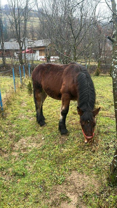 Vând mânz de 7 luni