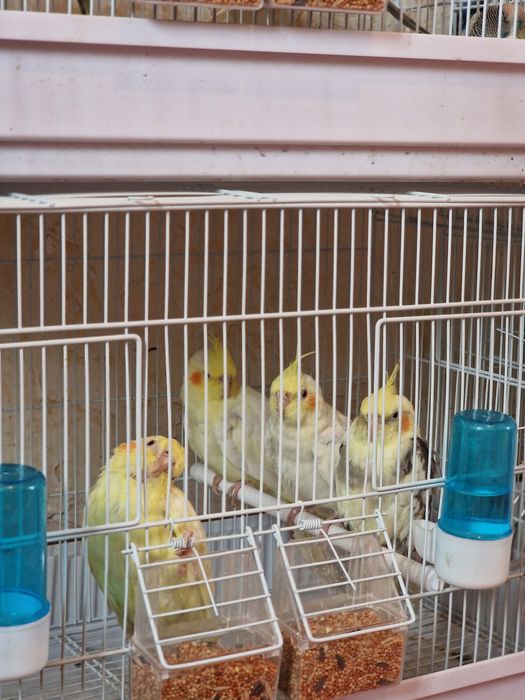 Кореллы молодые!