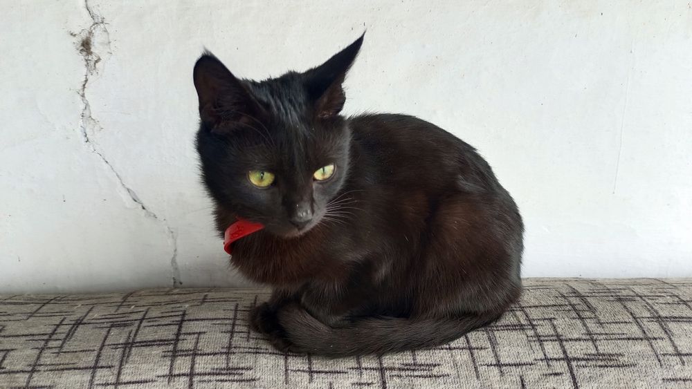 Продам котят ...