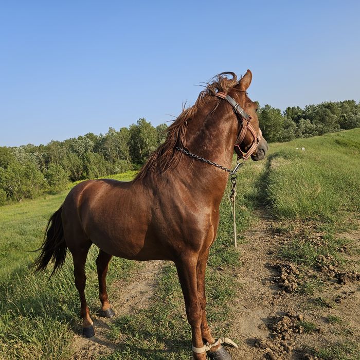 Vând armăsar mai multe informații la telefon
