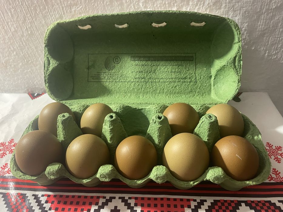 Vand oua olive pentru incubat